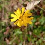 Picris hieracioidesFlower