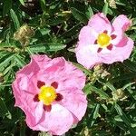 Cistus × purpureus Blad