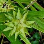 Carex grayi Fruit