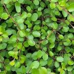 Muehlenbeckia complexa葉