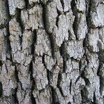Quercus oblongifolia Bark
