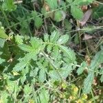 Agrimonia eupatoria Yaprak