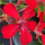 Pelargonium peltatum Flower