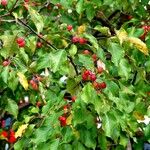 Malus baccata عادت داشتن