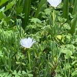 Lampranthus multiradiatus Habitus