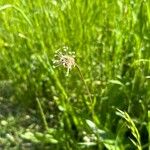 Plantago argentea برگ