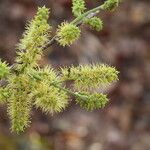 Combretum molle Flower