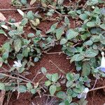 Barleria ventricosa Habit