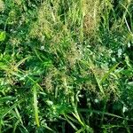 Scirpus sylvaticus Habit