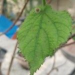 Sparrmannia africana ഇല