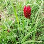 Trifolium incarnatum Цветок