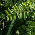 Vicia dasycarpa Ліст