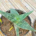 Aloe maculata 葉