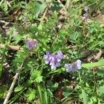 Vicia ludoviciana Habitat