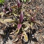 Strobilanthes auriculata Yaprak