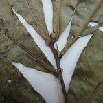 Quiina sessilis Otro