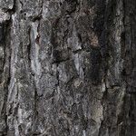 Pterocarpus angolensis Casca