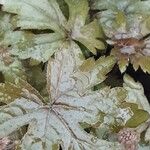 Tiarella cordifolia Hoja