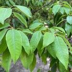 Quercus myrsinifolia Leaf