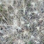 Aegilops geniculata Fruto