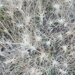 Aegilops geniculata Fruit