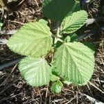 Waltheria indica Blatt