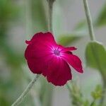 Silene coronaria 其他