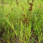 Scirpus atrovirens Цвят