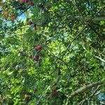 Crataegus azarolus Habit