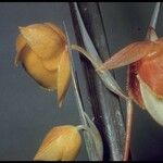 Calochortus amabilis Drugo