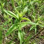 Lysimachia vulgaris ശീലം