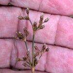 Fimbristylis autumnalis Frutto