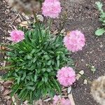 Armeria pseudarmeria Õis