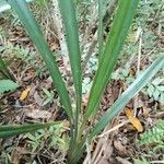 Dianella ensifolia Leaf