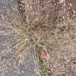 Eragrostis minor Tabia