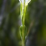 Gentiana fremontii Flor