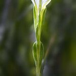 Gentiana fremontii Kvet