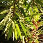 Melaleuca viminalis Leaf