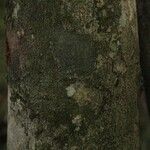 Licania laxiflora 树皮
