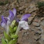 Scutellaria alpina Blüte