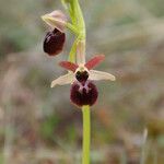 Ophrys arachnitiformis മറ്റ്