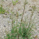 Chenopodium betaceum Кветка