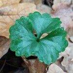 Ranunculus tuberosus Лист