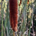 Typha orientalis Žiedas