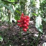 Picramnia teapensis Fruit