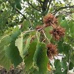 Corylus colurnaഫലം