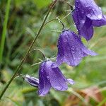 Campanula rhomboidalis Bloem