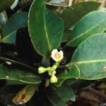 Garcinia vieillardii Flower