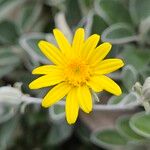 Brachyglottis greyi Flower