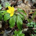 Anemonoides ranunculoides Blatt